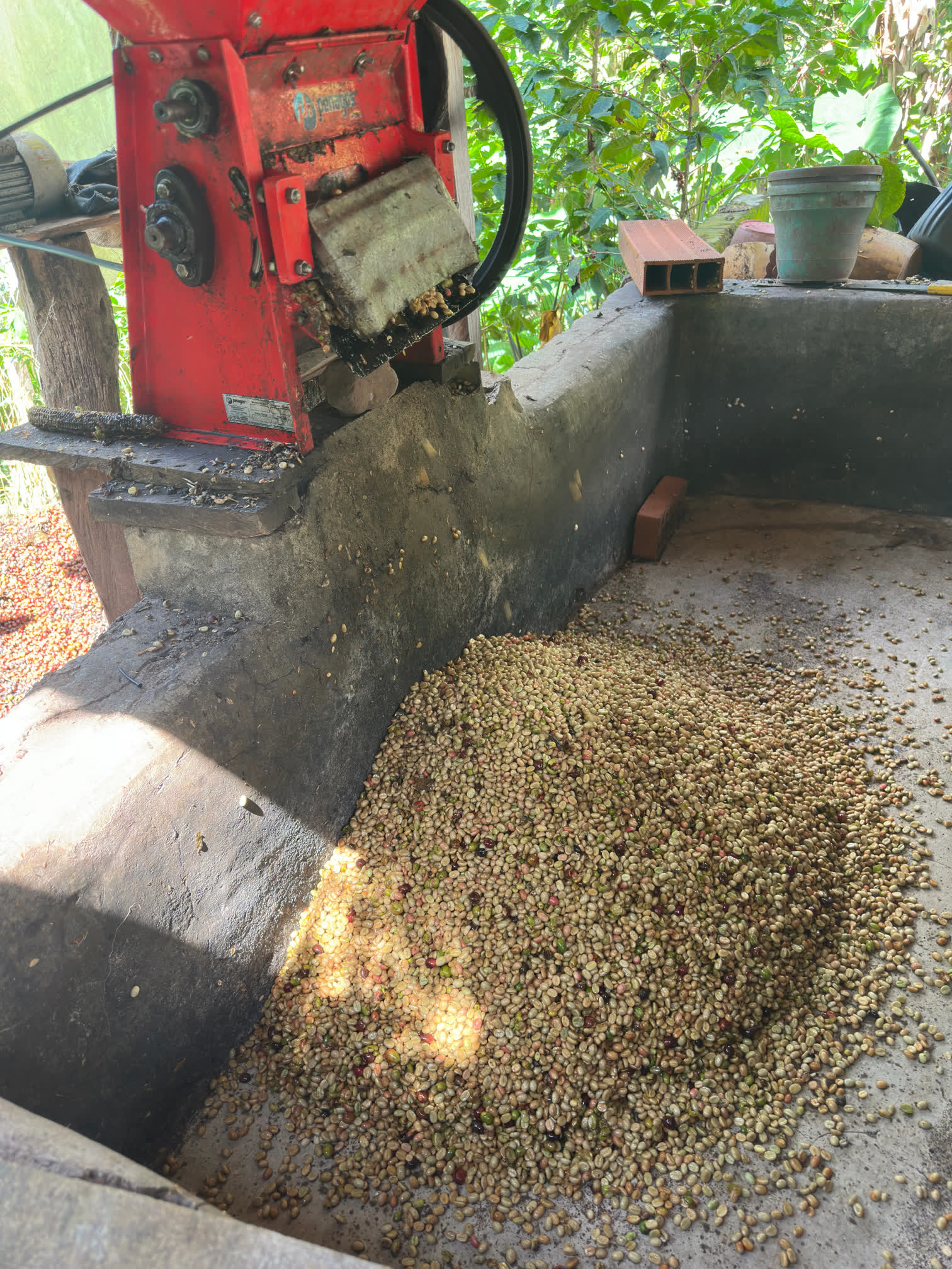 A coffee quality expert using technology to ensure consistent 86+ SCA quality post-harvest.