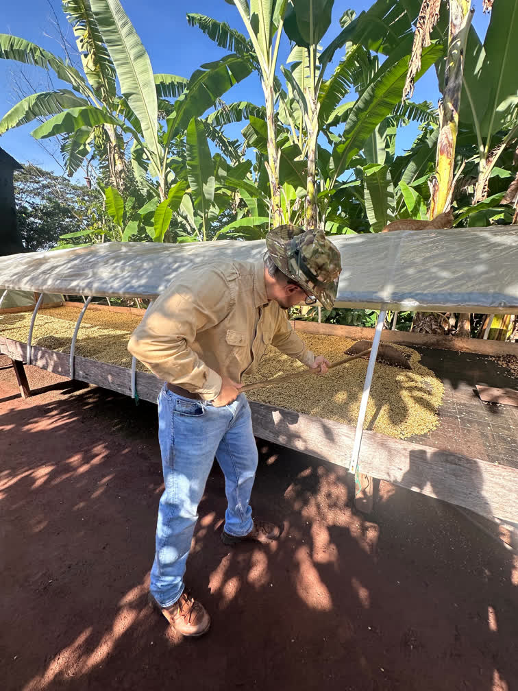 A coffee quality expert using technology to ensure consistent 86+ SCA quality post-harvest.