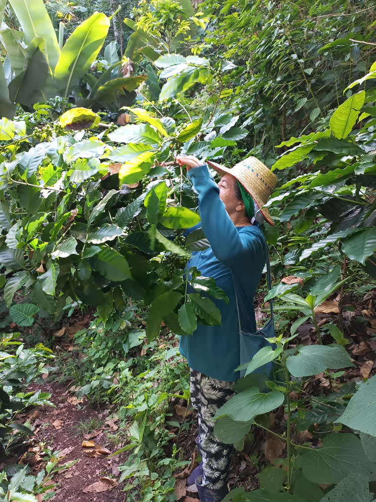 Alba Export coffee cacao origin