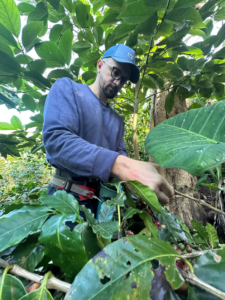 An exclusive specialty coffee microlot bean, presented like a jewel to represent differentiation.