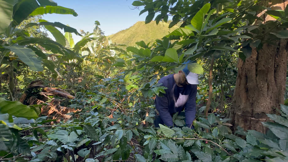 Exclusive Microlot Coffee Selection