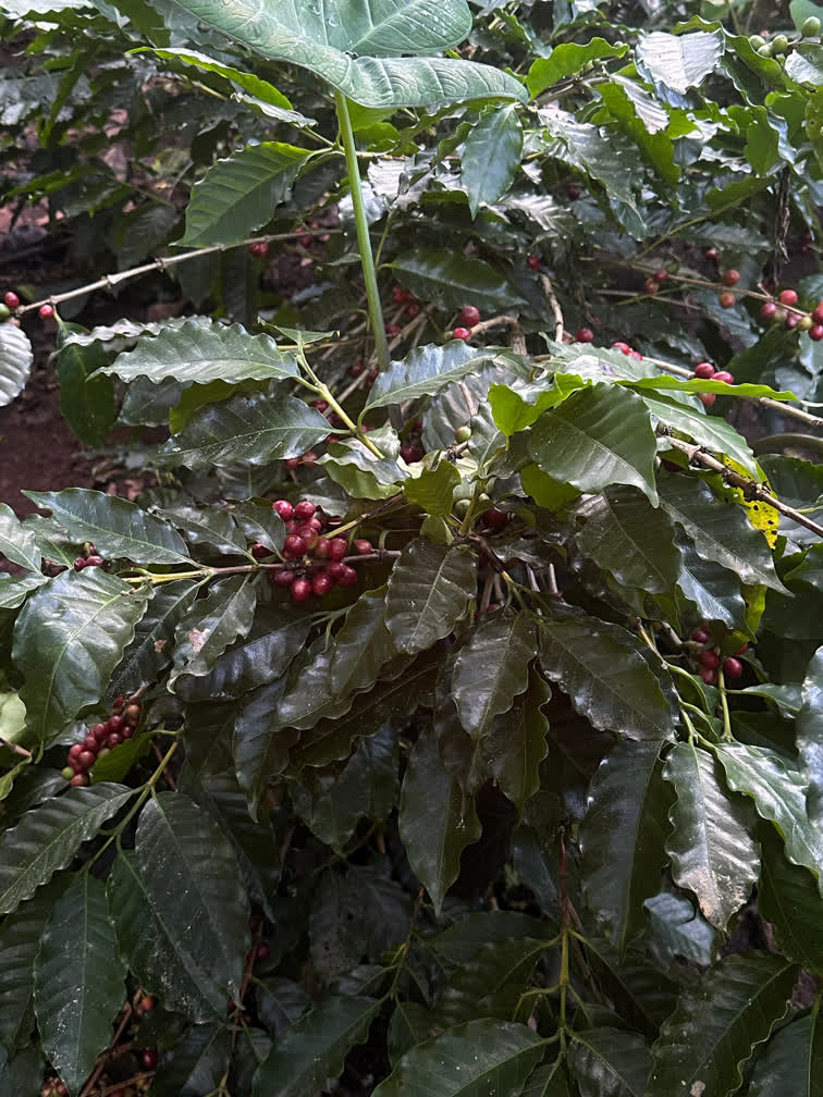 Fine-Flavor Cacao Sourcing & Export from Colombia