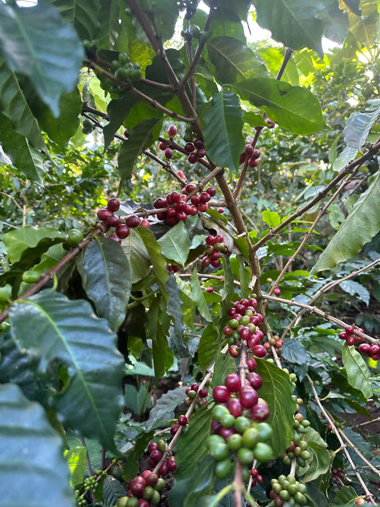 Colombian specialty coffee cacao