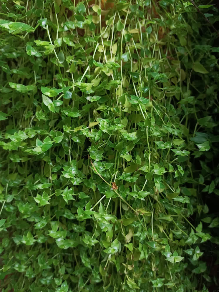 A secure, sealed shipping container ready for export, symbolizing Alba Export's reliable logistics.