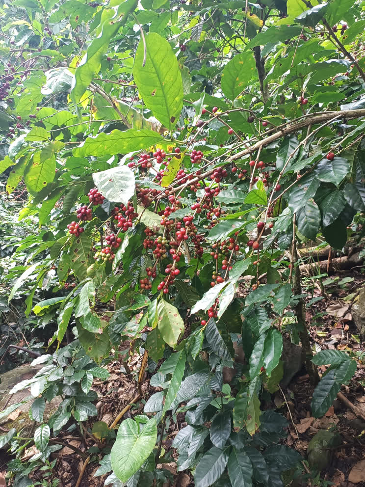 Exportación de Derivados de Cacao