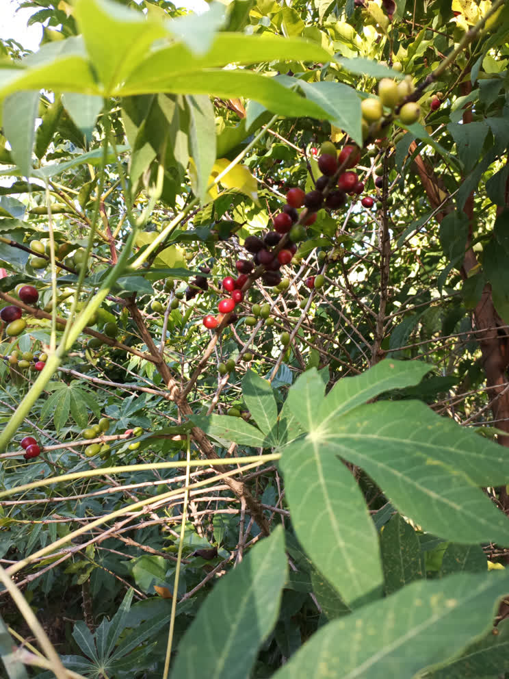 Colombian specialty coffee cacao