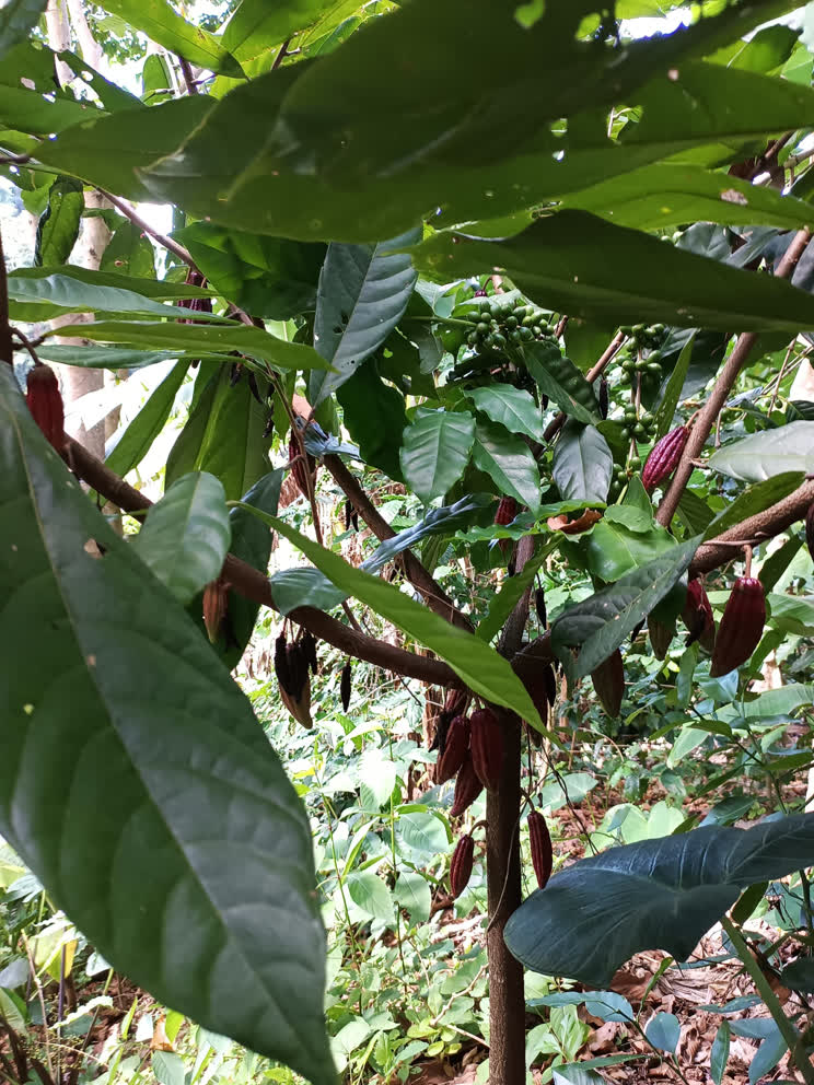 An exclusive specialty coffee microlot bean, presented like a jewel to represent differentiation.