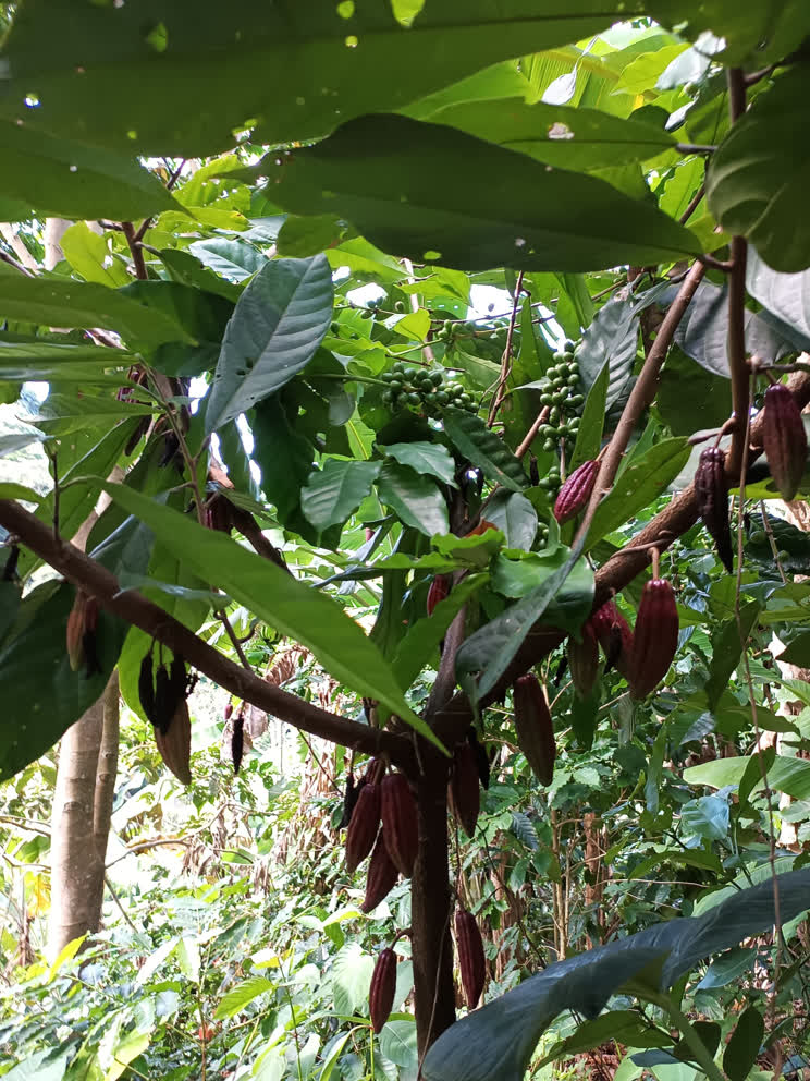 Colombian specialty coffee