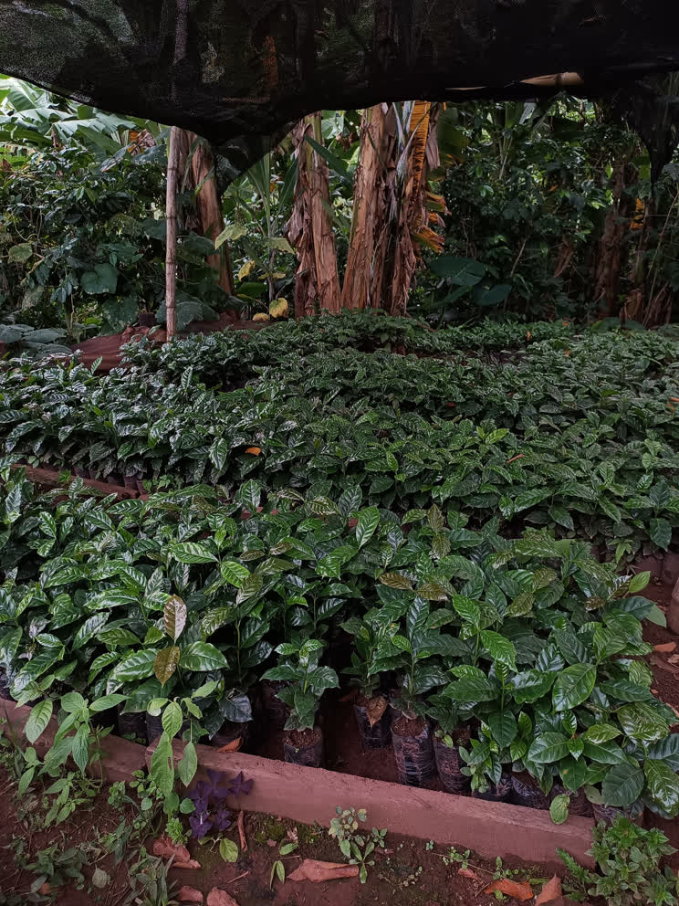 A professional signing an EUDR compliance document, ensuring deforestation-free coffee.